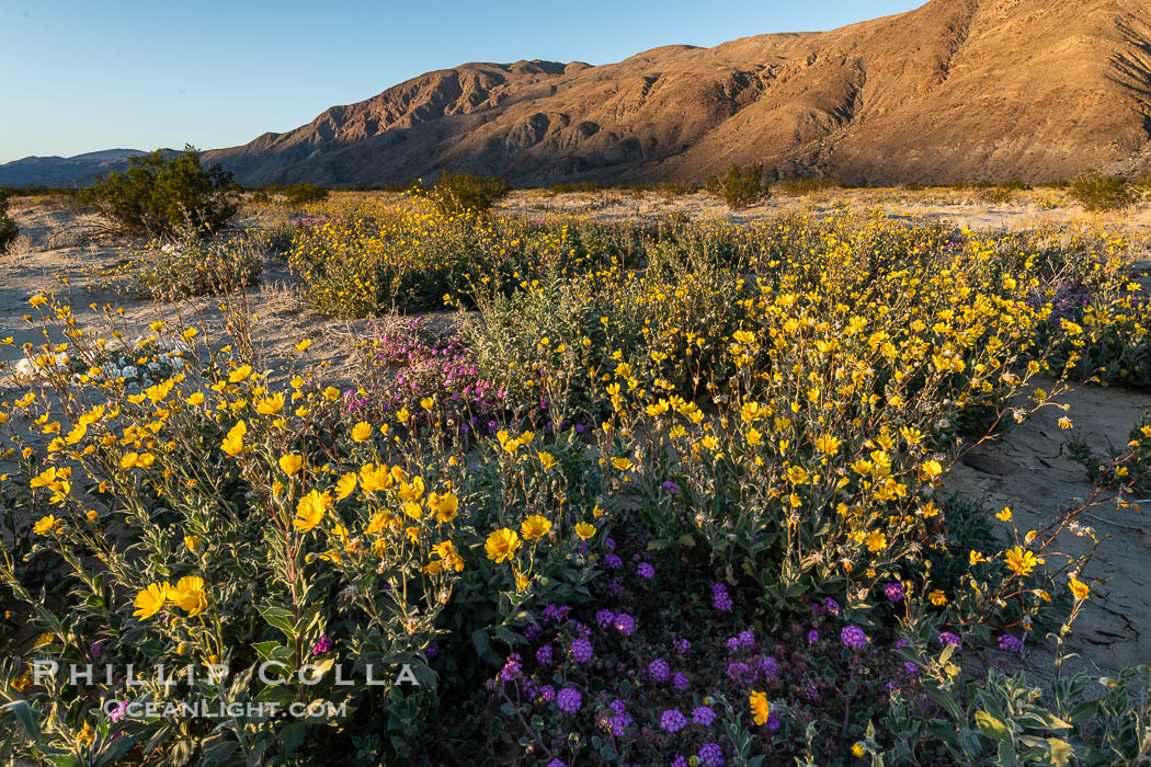 Rare Winter Wildflower Bloom in Anza Borrego Desert State Park. Anza-Borrego Desert State Park, Borrego Springs, California, USA, natural history stock photograph, photo id 38930