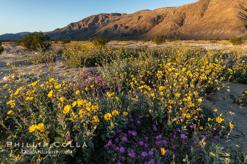 Rare Winter Wildflower Bloom in Anza Borrego Desert State Park., natural history stock photograph, photo id 38930