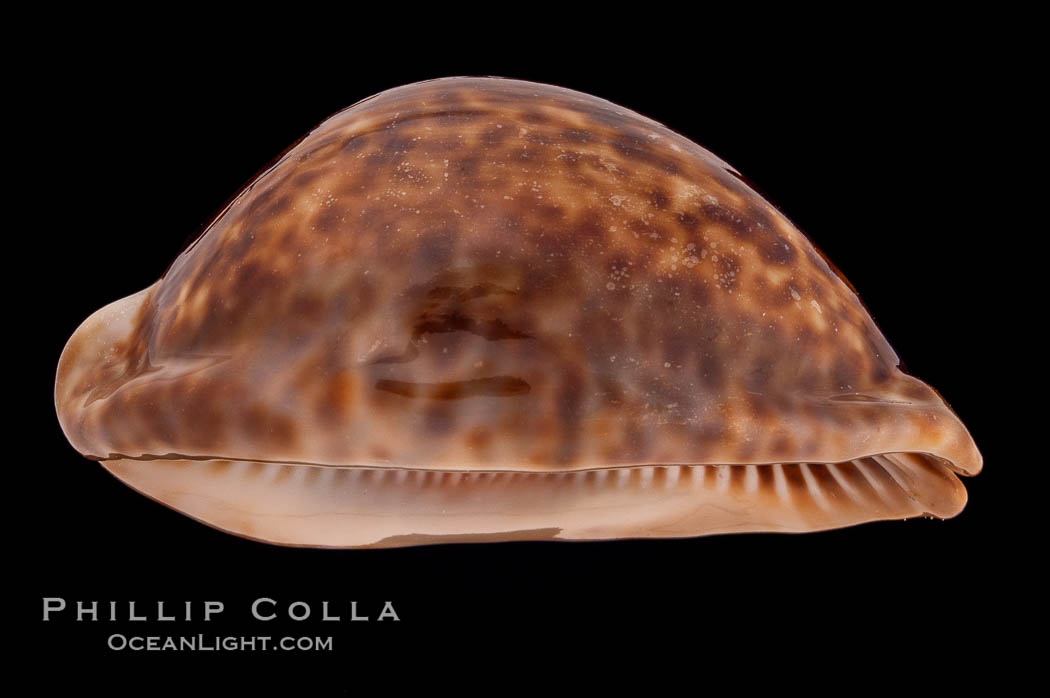 Rat Droppings Cowrie., Cypraea stercoraria, natural history stock photograph, photo id 08303