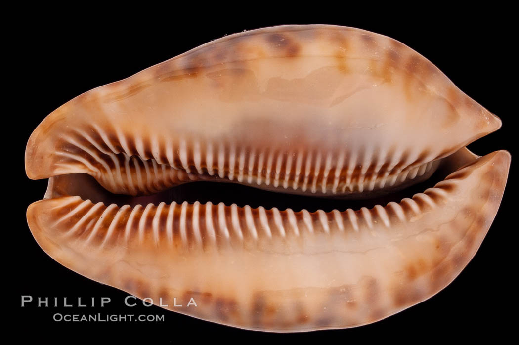 Rat Droppings Cowrie., Cypraea stercoraria, natural history stock photograph, photo id 08302