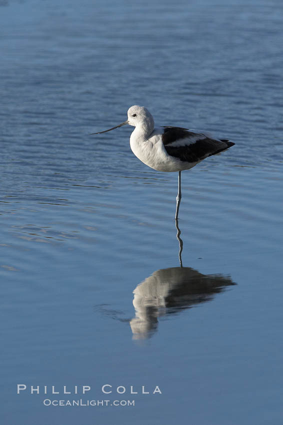American avocet, male winter plumage, forages on mud flats. Upper Newport Bay Ecological Reserve, Newport Beach, California, USA, Recurvirostra americana, natural history stock photograph, photo id 15677
