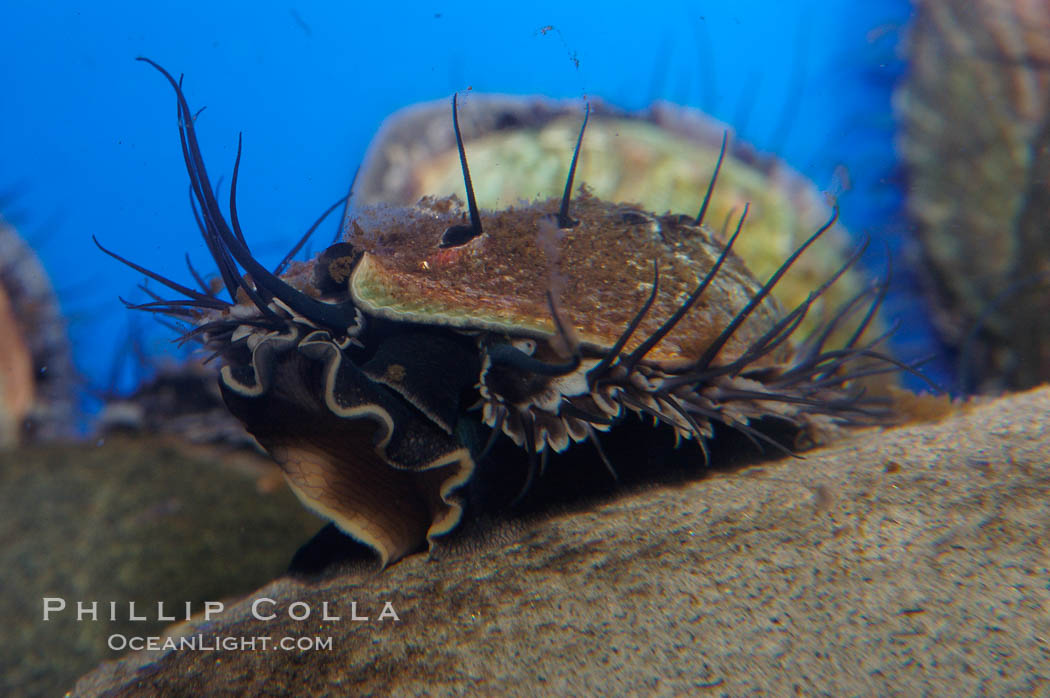 Juvenile red abalone., Haliotis rufescens, natural history stock photograph, photo id 08634