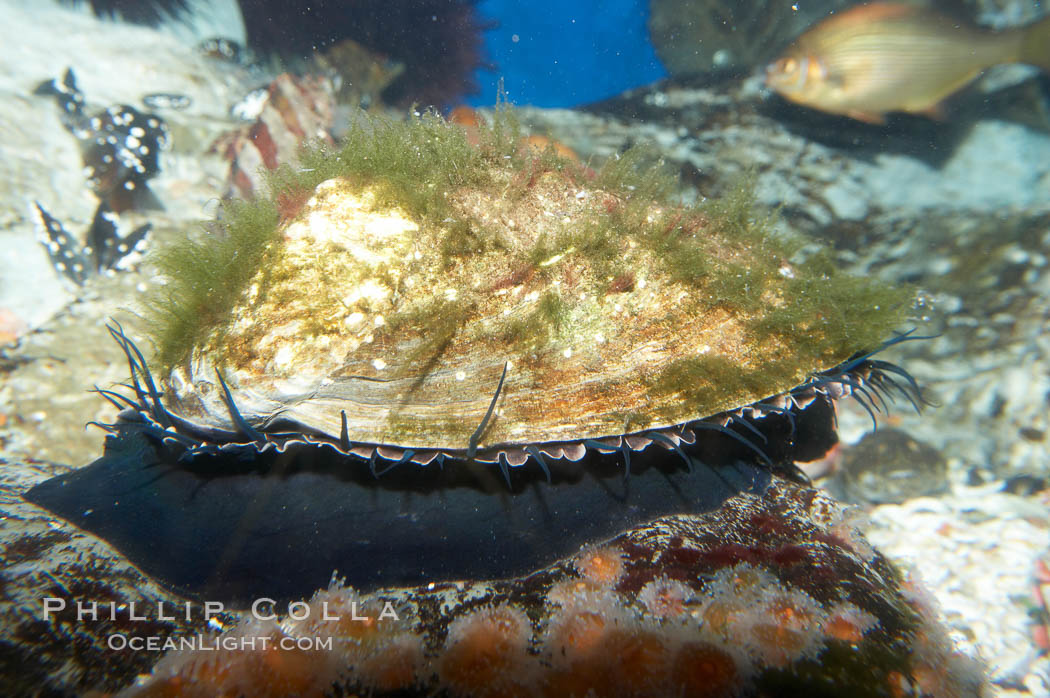 Red abalone., Haliotis rufescens, natural history stock photograph, photo id 11823