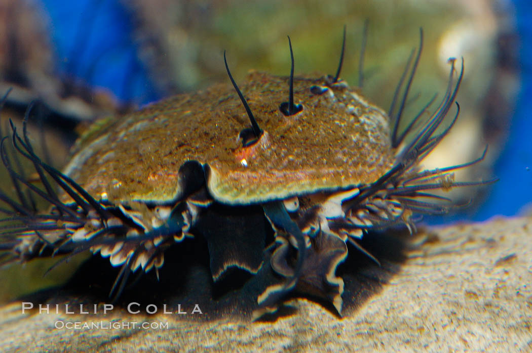 Juvenile red abalone., Haliotis rufescens, natural history stock photograph, photo id 08637