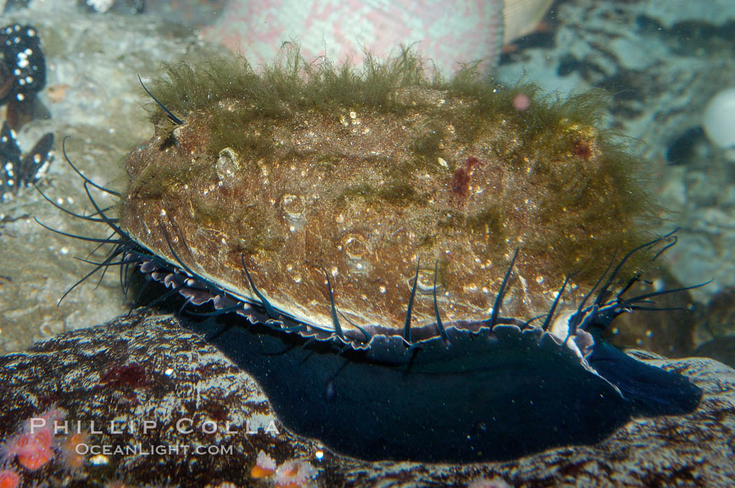 Red abalone., Haliotis rufescens, natural history stock photograph, photo id 10273