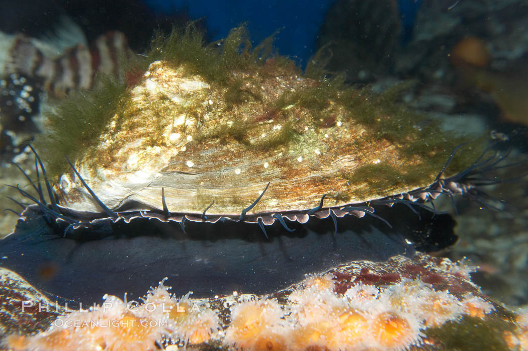 Red abalone., Haliotis rufescens, natural history stock photograph, photo id 11822