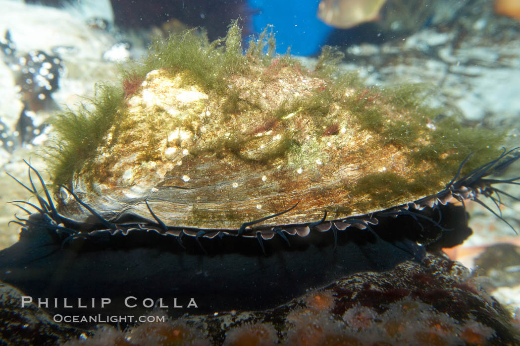 Red abalone., Haliotis rufescens, natural history stock photograph, photo id 11825