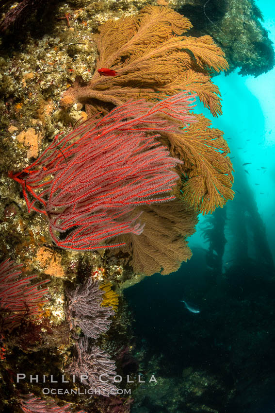 Red gorgonian and California golden gorgonian on underwater rocky reef below kelp forest, San Clemente Island. Gorgonians are filter-feeding temperate colonial species that lives on the rocky bottom at depths between 50 to 200 feet deep. Each individual polyp is a distinct animal, together they secrete calcium that forms the structure of the colony. Gorgonians are oriented at right angles to prevailing water currents to capture plankton drifting by, San Clemente Island. Gorgonians are oriented at right angles to prevailing water currents to capture plankton drifting by. USA, Leptogorgia chilensis, Lophogorgia chilensis, natural history stock photograph, photo id 37116