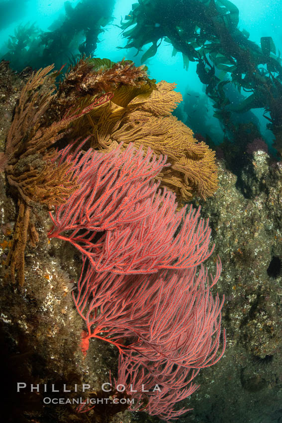 Red gorgonian and California golden gorgonian on underwater rocky reef below kelp forest, San Clemente Island. Gorgonians are filter-feeding temperate colonial species that lives on the rocky bottom at depths between 50 to 200 feet deep. Each individual polyp is a distinct animal, together they secrete calcium that forms the structure of the colony. Gorgonians are oriented at right angles to prevailing water currents to capture plankton drifting by, San Clemente Island. Gorgonians are oriented at right angles to prevailing water currents to capture plankton drifting by. USA, Leptogorgia chilensis, Lophogorgia chilensis, natural history stock photograph, photo id 37059