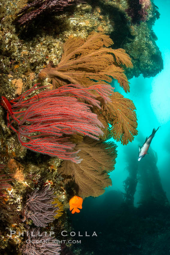 Red gorgonian and California golden gorgonian on underwater rocky reef below kelp forest, San Clemente Island. Gorgonians are filter-feeding temperate colonial species that lives on the rocky bottom at depths between 50 to 200 feet deep. Each individual polyp is a distinct animal, together they secrete calcium that forms the structure of the colony. Gorgonians are oriented at right angles to prevailing water currents to capture plankton drifting by, San Clemente Island. Gorgonians are oriented at right angles to prevailing water currents to capture plankton drifting by, Lophogorgia chilensis