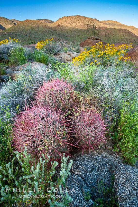 Barrel cactus, brittlebush and wildflowers color the sides of Glorietta Canyon.  Heavy winter rains led to a historic springtime bloom in 2005, carpeting the entire desert in vegetation and color for months. Anza-Borrego Desert State Park, Borrego Springs, California, USA, Encelia farinosa, Ferocactus cylindraceus, natural history stock photograph, photo id 10894