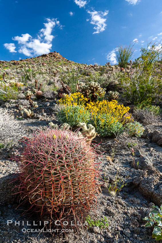 Barrel cactus, brittlebush and wildflowers color the sides of Glorietta Canyon.  Heavy winter rains led to a historic springtime bloom in 2005, carpeting the entire desert in vegetation and color for months. Anza-Borrego Desert State Park, Borrego Springs, California, USA, Encelia farinosa, Ferocactus cylindraceus, natural history stock photograph, photo id 10902