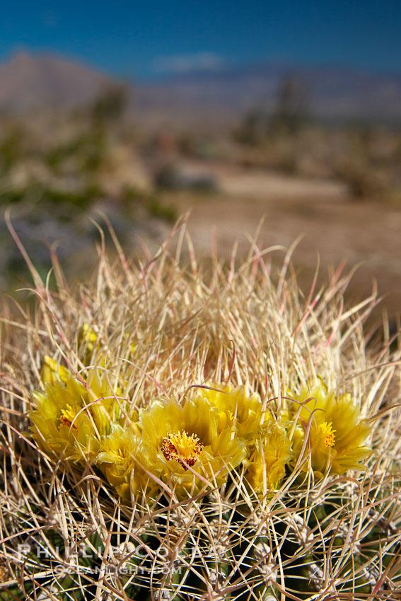 Cactus flowers bloom, on top of a barrel cactus, with the town of Borrego Springs in the distance. Anza-Borrego Desert State Park, California, USA, Ferocactus cylindraceus, natural history stock photograph, photo id 24306