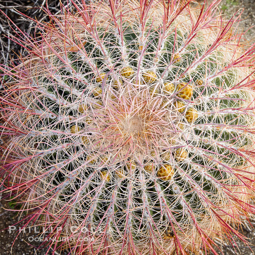 Red barrel cactus detail, spines on top of the cactus, Glorietta Canyon, Anza-Borrego Desert State Park. Borrego Springs, California, USA, Ferocactus cylindraceus, natural history stock photograph, photo id 24308