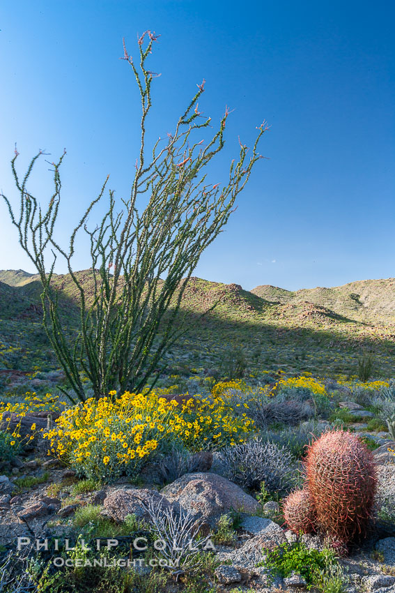 Barrel cactus, brittlebush, ocotillo and wildflowers color the sides of Glorietta Canyon.  Heavy winter rains led to a historic springtime bloom in 2005, carpeting the entire desert in vegetation and color for months. Anza-Borrego Desert State Park, Borrego Springs, California, USA, Encelia farinosa, Ferocactus cylindraceus, Fouquieria splendens, natural history stock photograph, photo id 10919