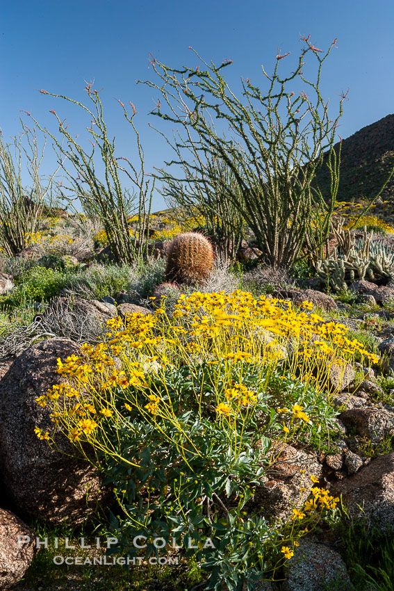 Barrel cactus, brittlebush, ocotillo and wildflowers color the sides of Glorietta Canyon.  Heavy winter rains led to a historic springtime bloom in 2005, carpeting the entire desert in vegetation and color for months., Encelia farinosa, Ferocactus cylindraceus, Fouquieria splendens, natural history stock photograph, photo id 10963