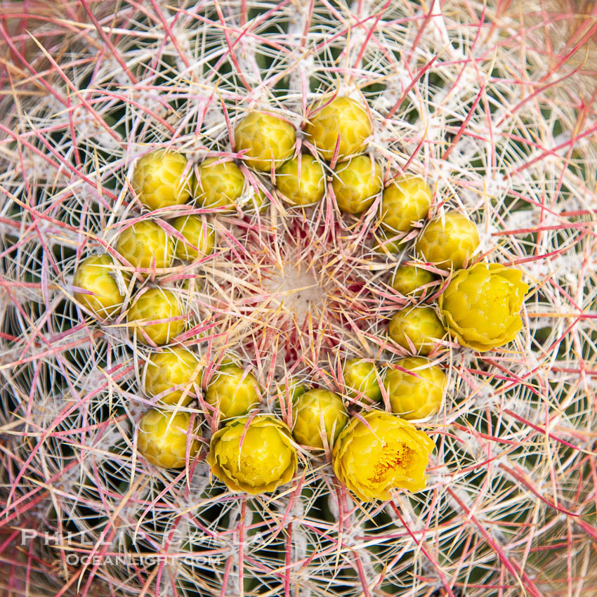 Red barrel flower bloom, cactus detail, spines and flower on top of the cactus, Glorietta Canyon, Anza-Borrego Desert State Park. Borrego Springs, California, USA, Ferocactus cylindraceus, natural history stock photograph, photo id 24303