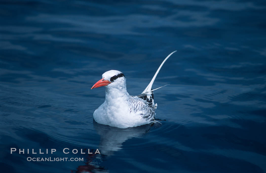 Red-billed tropic bird, open ocean. San Diego, California, USA, Phaethon aethereus, natural history stock photograph, photo id 06294