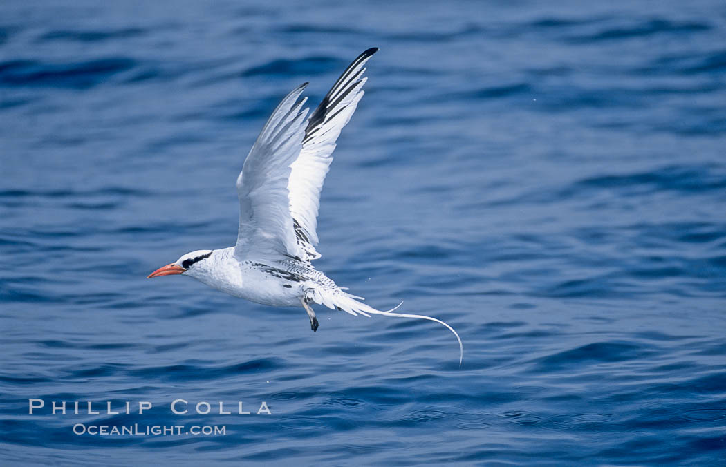 Red-billed tropic bird, taking flight over open ocean. San Diego, California, USA, Phaethon aethereus, natural history stock photograph, photo id 06298