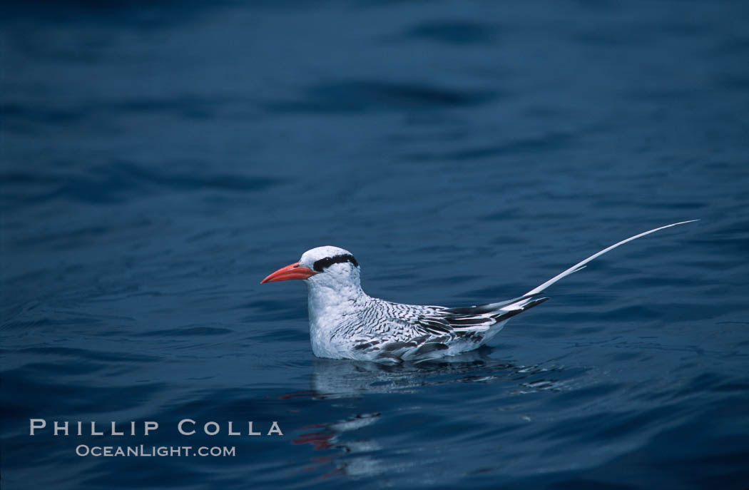 Red-billed tropic bird, open ocean. San Diego, California, USA, Phaethon aethereus, natural history stock photograph, photo id 06302