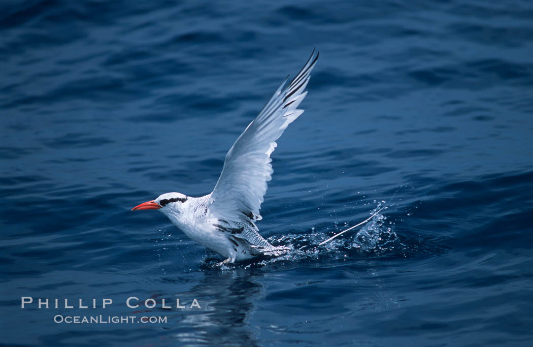 Red-billed tropic bird, taking flight over open ocean. San Diego, California, USA, Phaethon aethereus, natural history stock photograph, photo id 06296