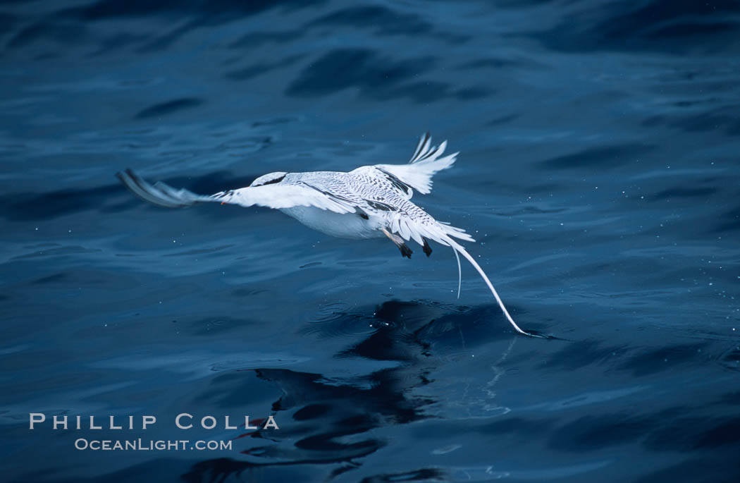 Red-billed tropic bird, taking flight over open ocean. San Diego, California, USA, Phaethon aethereus, natural history stock photograph, photo id 06300