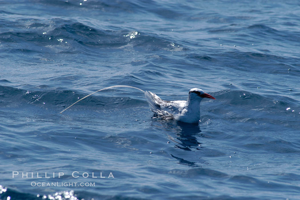 Red-billed tropic bird, open ocean. San Diego, California, USA, Phaethon aethereus, natural history stock photograph, photo id 07628