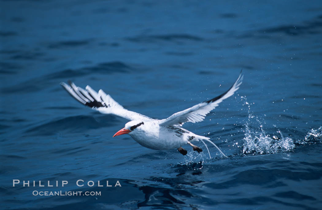 Red-billed tropic bird, taking flight over open ocean. San Diego, California, USA, Phaethon aethereus, natural history stock photograph, photo id 06295