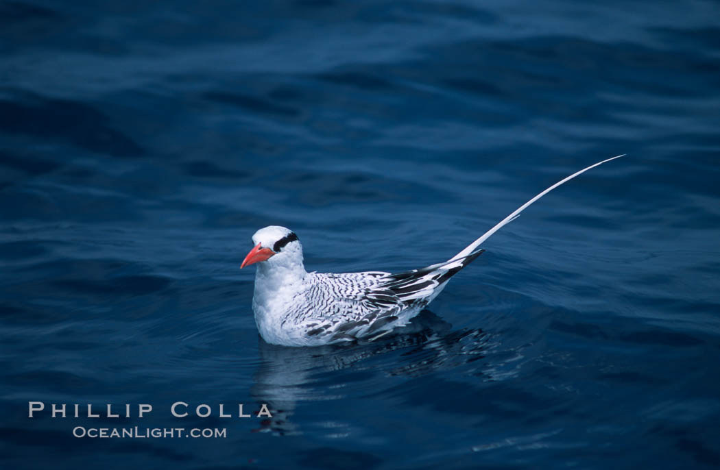 Red-billed tropic bird, open ocean. San Diego, California, USA, Phaethon aethereus, natural history stock photograph, photo id 06303