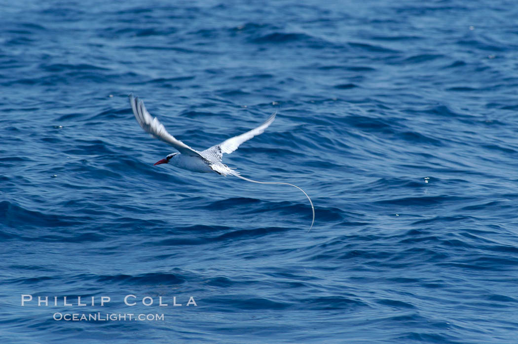 Red-billed tropic bird, open ocean. San Diego, California, USA, Phaethon aethereus, natural history stock photograph, photo id 07627