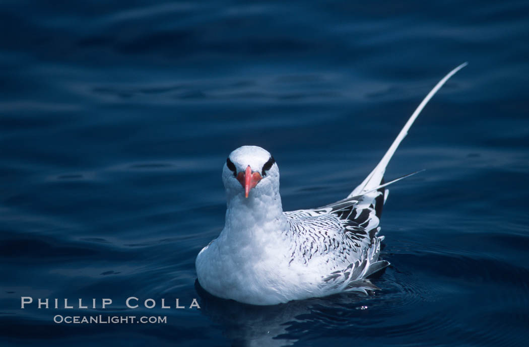 Red-billed tropic bird, open ocean. San Diego, California, USA, Phaethon aethereus, natural history stock photograph, photo id 06293