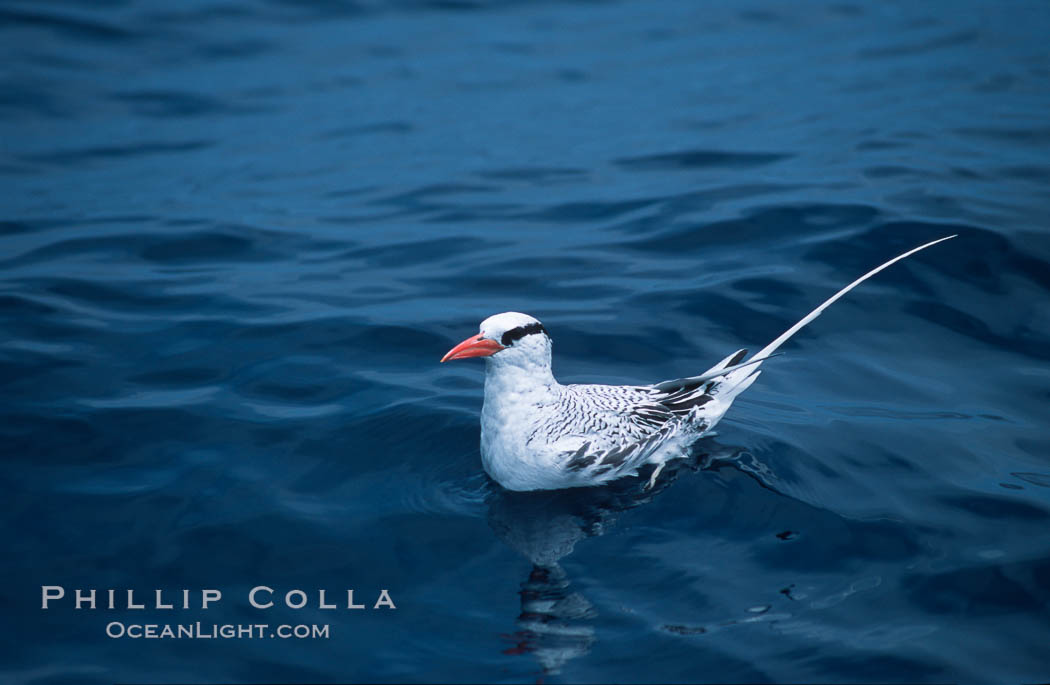 Red-billed tropic bird, open ocean. San Diego, California, USA, Phaethon aethereus, natural history stock photograph, photo id 06301