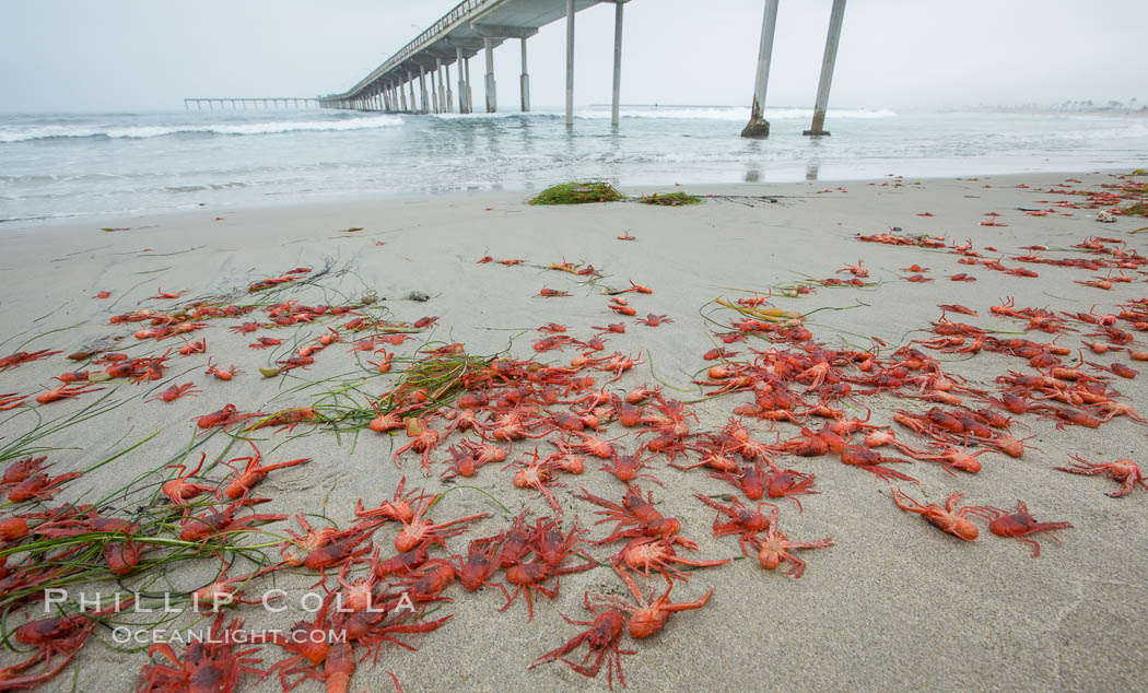 Pelagic red tuna crabs, washed ashore to form dense piles on the beach. Ocean Beach, California, USA, Pleuroncodes planipes, natural history stock photograph, photo id 30982