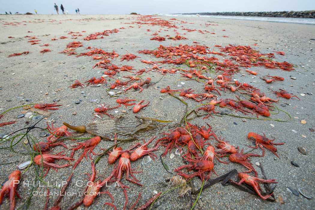 Pelagic red tuna crabs, washed ashore to form dense piles on the beach. Ocean Beach, California, USA, Pleuroncodes planipes, natural history stock photograph, photo id 30980