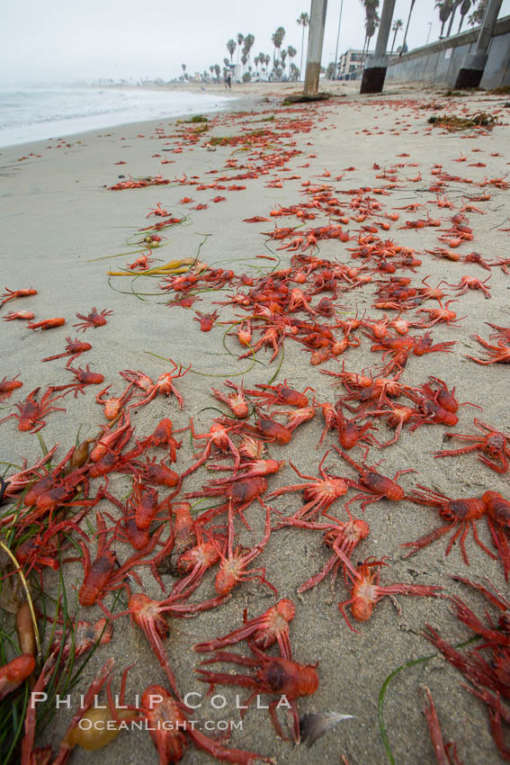 Pelagic red tuna crabs, washed ashore to form dense piles on the beach. Ocean Beach, California, USA, Pleuroncodes planipes, natural history stock photograph, photo id 30983