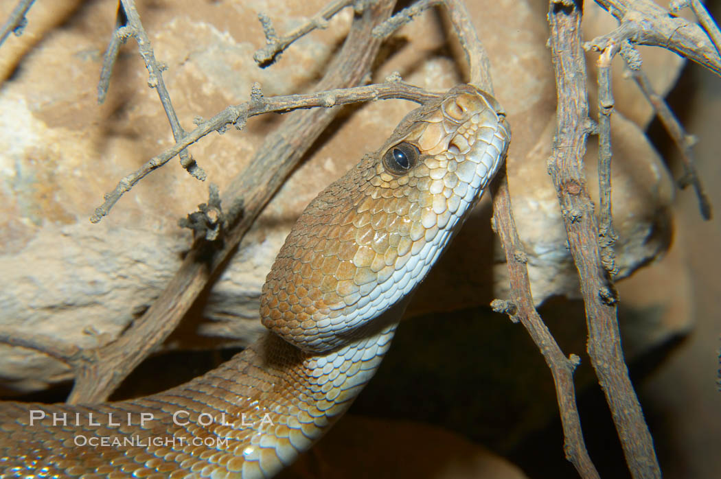 Red diamond rattlesnake.  The red diamond rattlesnake is the largest rattlesnake in southern California, reaching a length of 6 feet (2m).  It occurs from the coast to elevations of 5000 feet., Crotalus ruber ruber, natural history stock photograph, photo id 12598