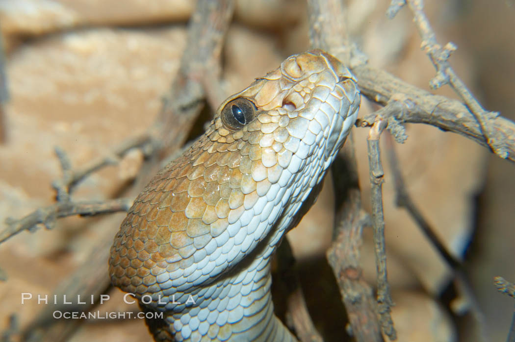 Red diamond rattlesnake.  The red diamond rattlesnake is the largest rattlesnake in southern California, reaching a length of 6 feet (2m).  It occurs from the coast to elevations of 5000 feet., Crotalus ruber ruber, natural history stock photograph, photo id 12599