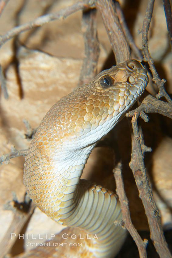 Red diamond rattlesnake.  The red diamond rattlesnake is the largest rattlesnake in southern California, reaching a length of 6 feet (2m).  It occurs from the coast to elevations of 5000 feet., Crotalus ruber ruber, natural history stock photograph, photo id 12597