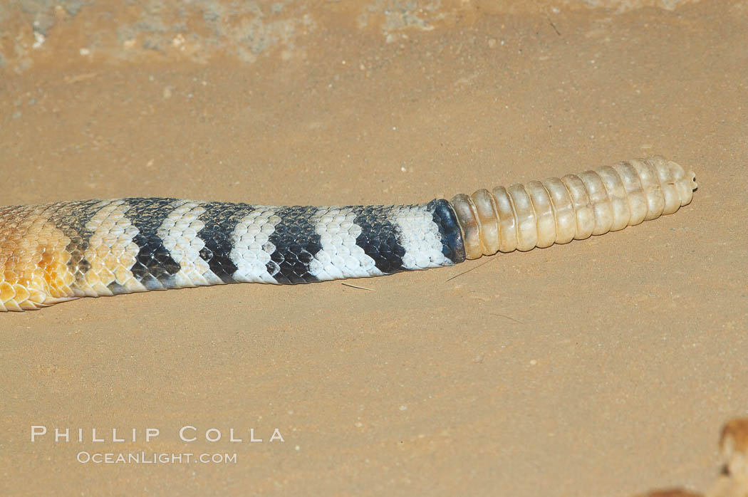 Rattle and characteristic stripes of the red diamond rattlesnake., Crotalus ruber ruber, natural history stock photograph, photo id 12733