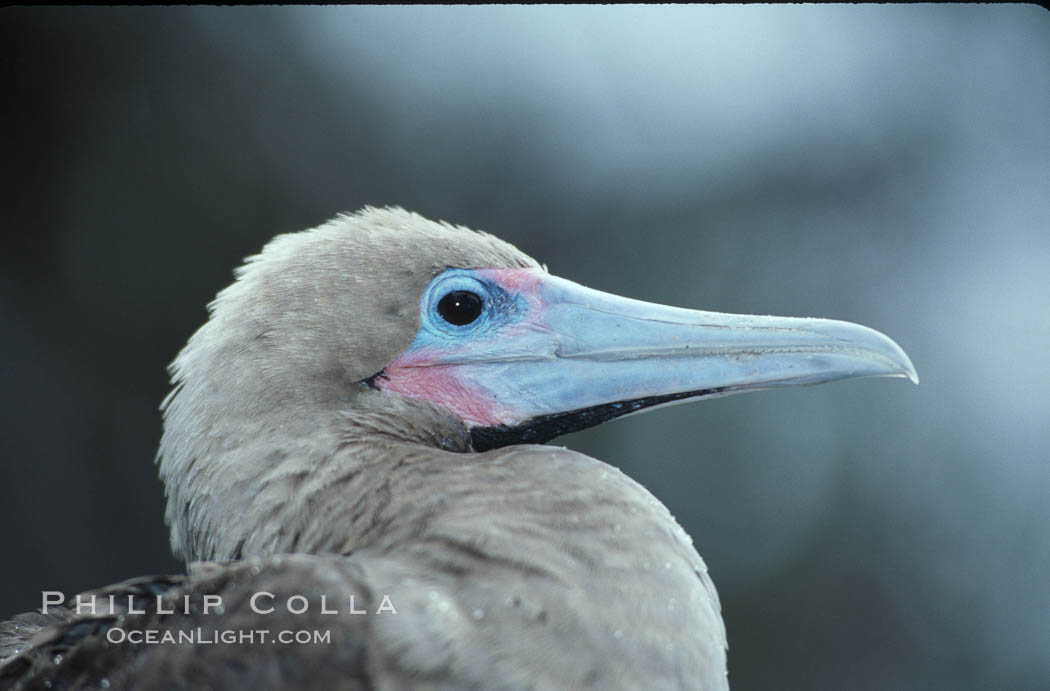 Red-footed booby. Cocos Island, Costa Rica, Sula sula, natural history stock photograph, photo id 05752