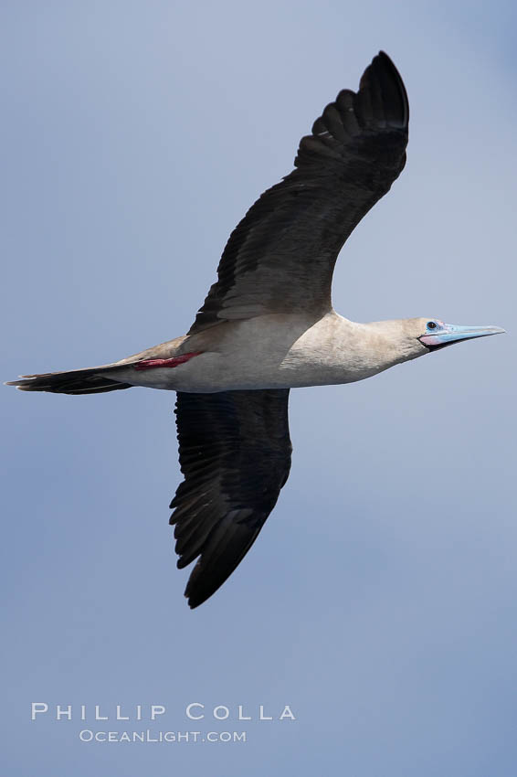 Red-footed booby in flight. Wolf Island, Galapagos Islands, Ecuador, Sula sula, natural history stock photograph, photo id 16683