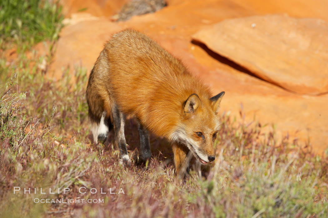 Red fox.  Red foxes are the most widely distributed wild carnivores in the world. Red foxes utilize a wide range of habitats including forest, tundra, prairie, and farmland. They prefer habitats with a diversity of vegetation types and are increasingly encountered in suburban areas., Vulpes vulpes, natural history stock photograph, photo id 12078