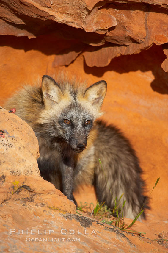 Cross fox.  The cross fox is a color variation of the red fox., Vulpes vulpes, natural history stock photograph, photo id 12114