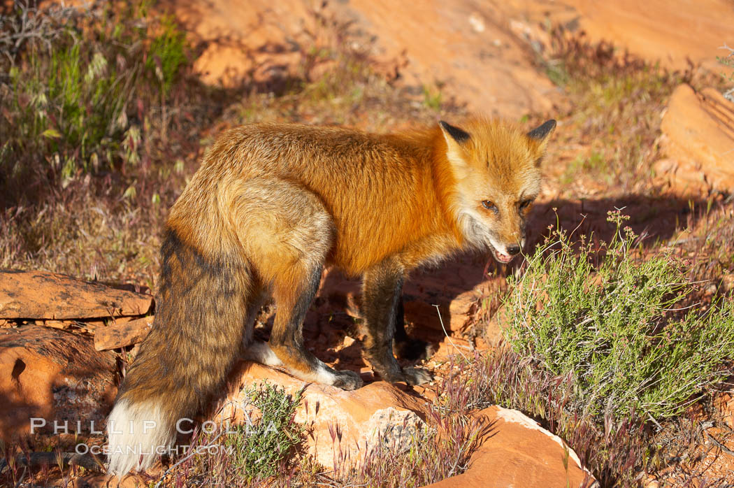 Red fox.  Red foxes are the most widely distributed wild carnivores in the world. Red foxes utilize a wide range of habitats including forest, tundra, prairie, and farmland. They prefer habitats with a diversity of vegetation types and are increasingly encountered in suburban areas., Vulpes vulpes, natural history stock photograph, photo id 12072