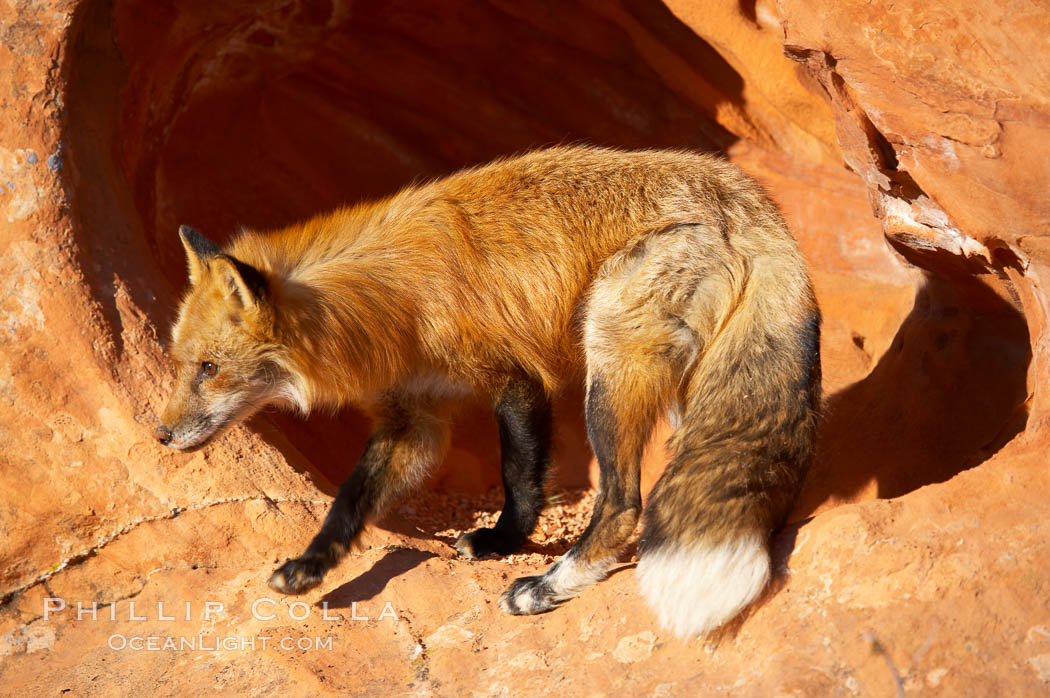 Red fox.  Red foxes are the most widely distributed wild carnivores in the world. Red foxes utilize a wide range of habitats including forest, tundra, prairie, and farmland. They prefer habitats with a diversity of vegetation types and are increasingly encountered in suburban areas., Vulpes vulpes, natural history stock photograph, photo id 12084