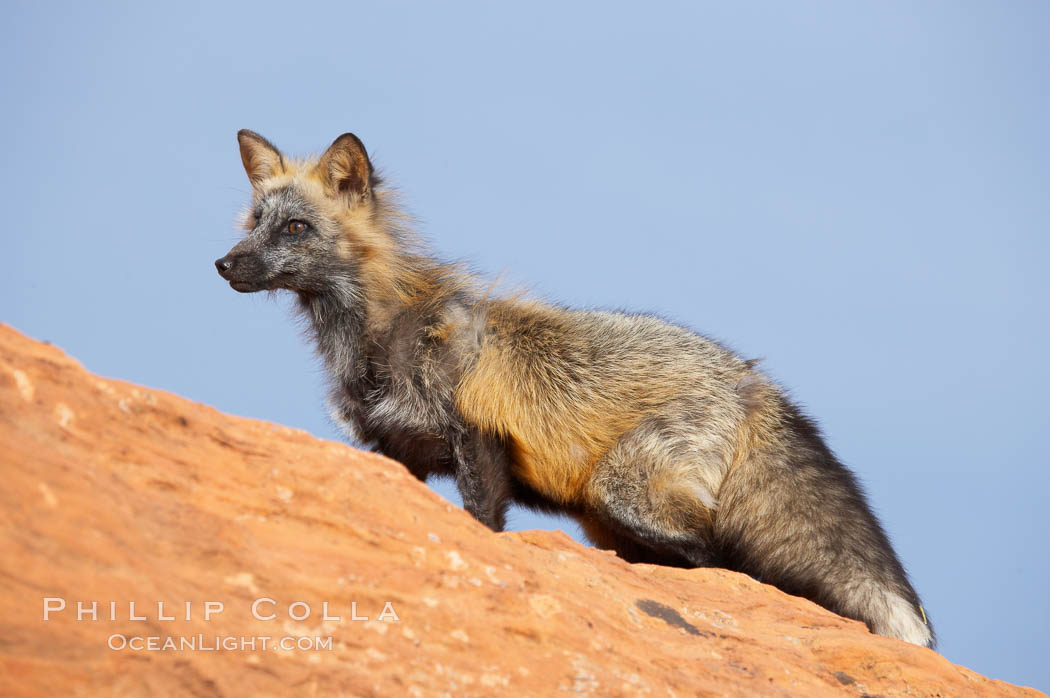 Cross fox.  The cross fox is a color variation of the red fox., Vulpes vulpes, natural history stock photograph, photo id 12108
