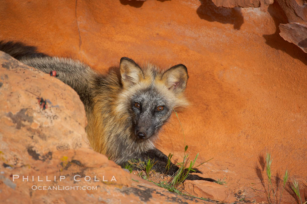 Cross fox.  The cross fox is a color variation of the red fox., Vulpes vulpes, natural history stock photograph, photo id 12120