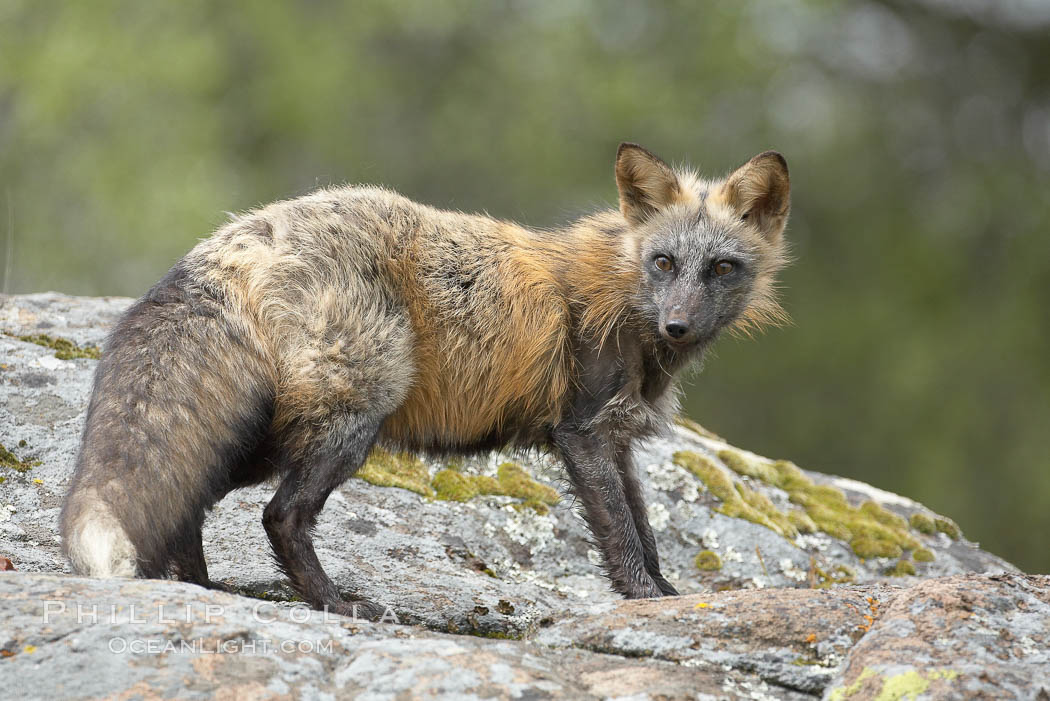 Cross fox, Sierra Nevada foothills, Mariposa, California.  The cross fox is a color variation of the red fox., Vulpes vulpes, natural history stock photograph, photo id 15960