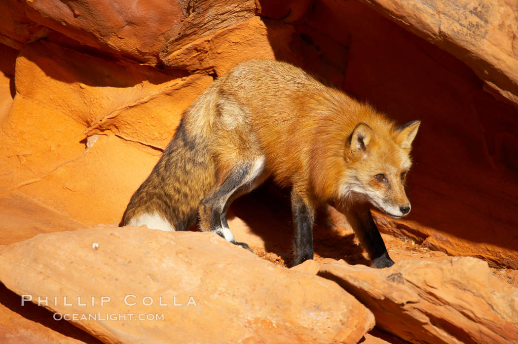 Red fox.  Red foxes are the most widely distributed wild carnivores in the world. Red foxes utilize a wide range of habitats including forest, tundra, prairie, and farmland. They prefer habitats with a diversity of vegetation types and are increasingly encountered in suburban areas., Vulpes vulpes, natural history stock photograph, photo id 12087