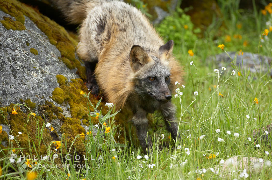 Cross fox, Sierra Nevada foothills, Mariposa, California.  The cross fox is a color variation of the red fox., Vulpes vulpes, natural history stock photograph, photo id 15963